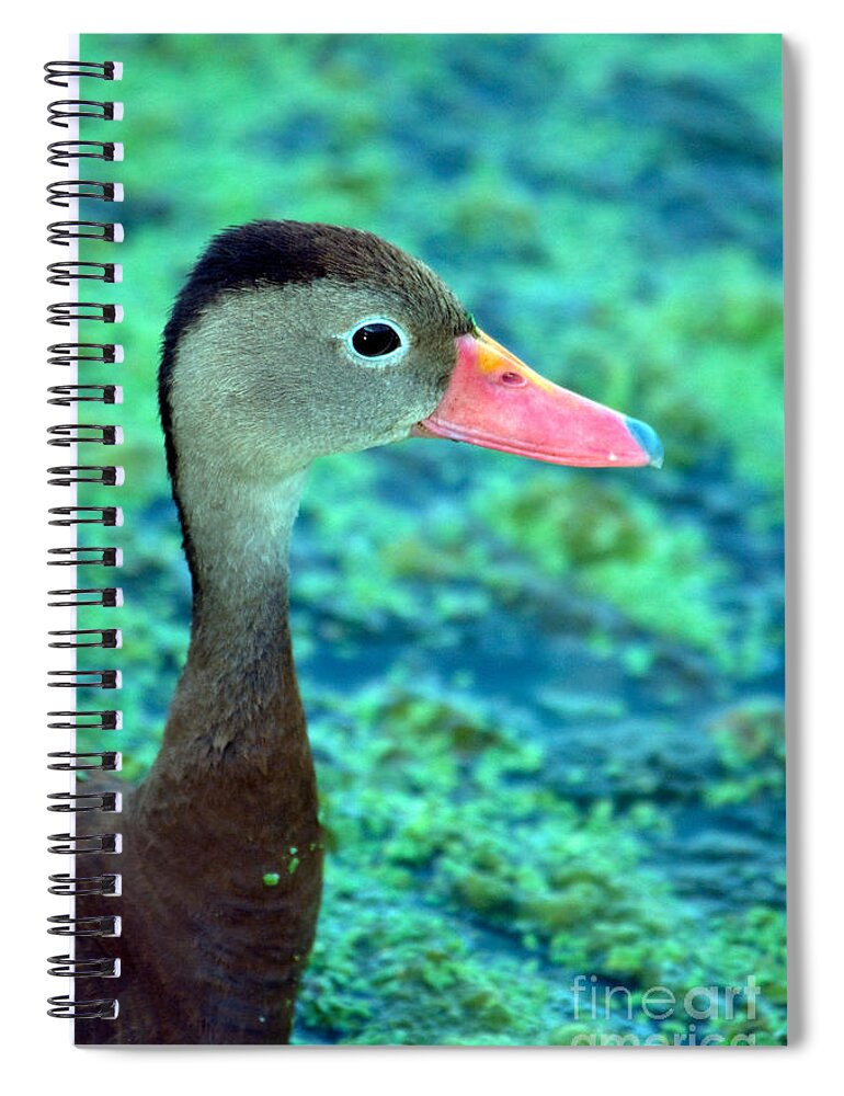 Nature Spiral Notebook featuring the photograph Black-bellied Whistling-duck #2 by Mark Newman