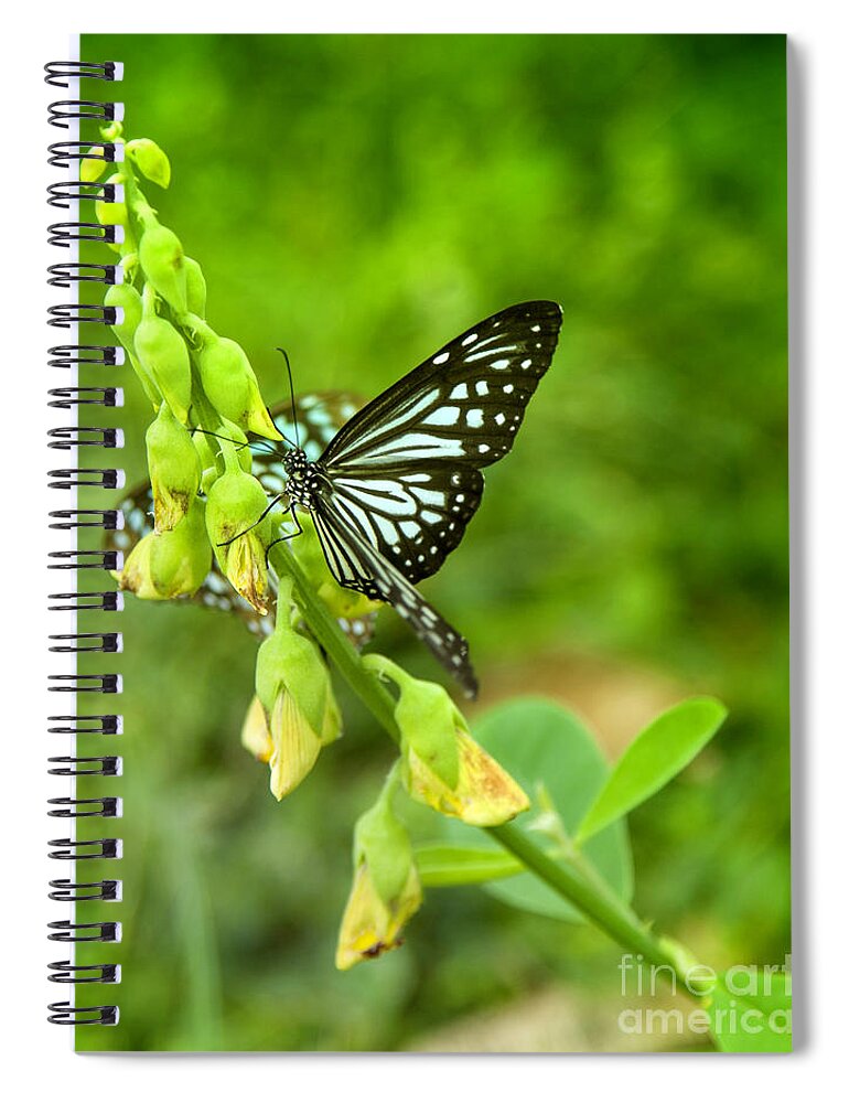 Butterfly Spiral Notebook featuring the photograph Blue Butterflies In The Green Garden #2 by Gina Koch