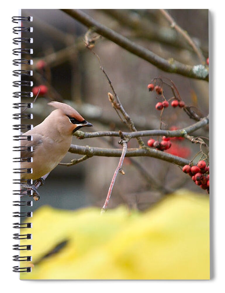 Autumn Spiral Notebook featuring the photograph Bohemian Waxwing #2 by Jouko Lehto