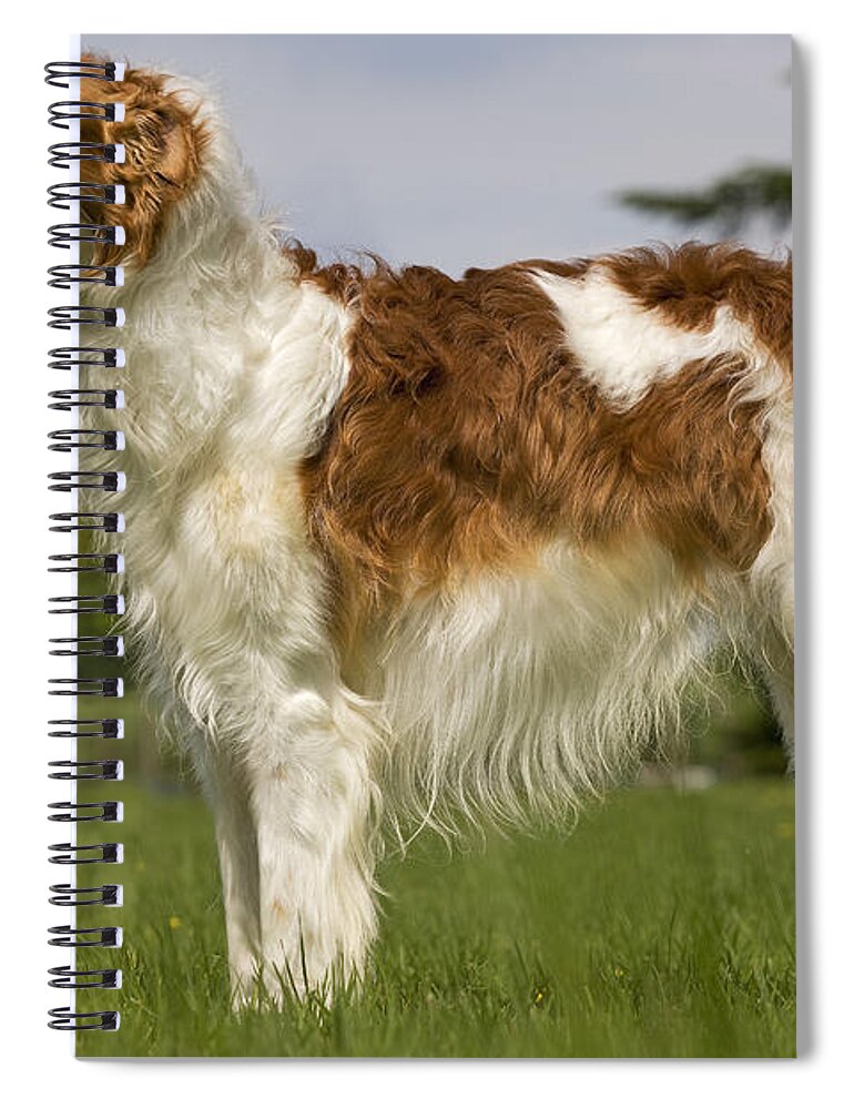 Dog Spiral Notebook featuring the photograph Borzoi Or Russian Wolfhound #2 by Jean-Michel Labat