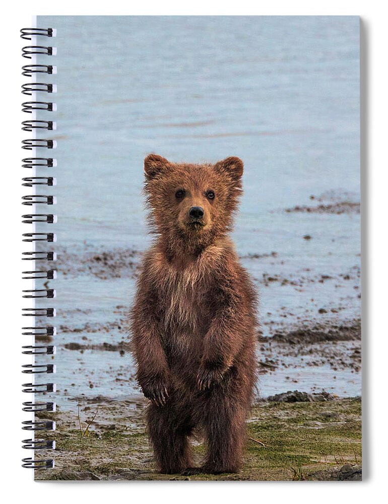 Brown Bear Spiral Notebook featuring the photograph Brown Bear Cub, Lake Clark National #2 by Mint Images/ Art Wolfe