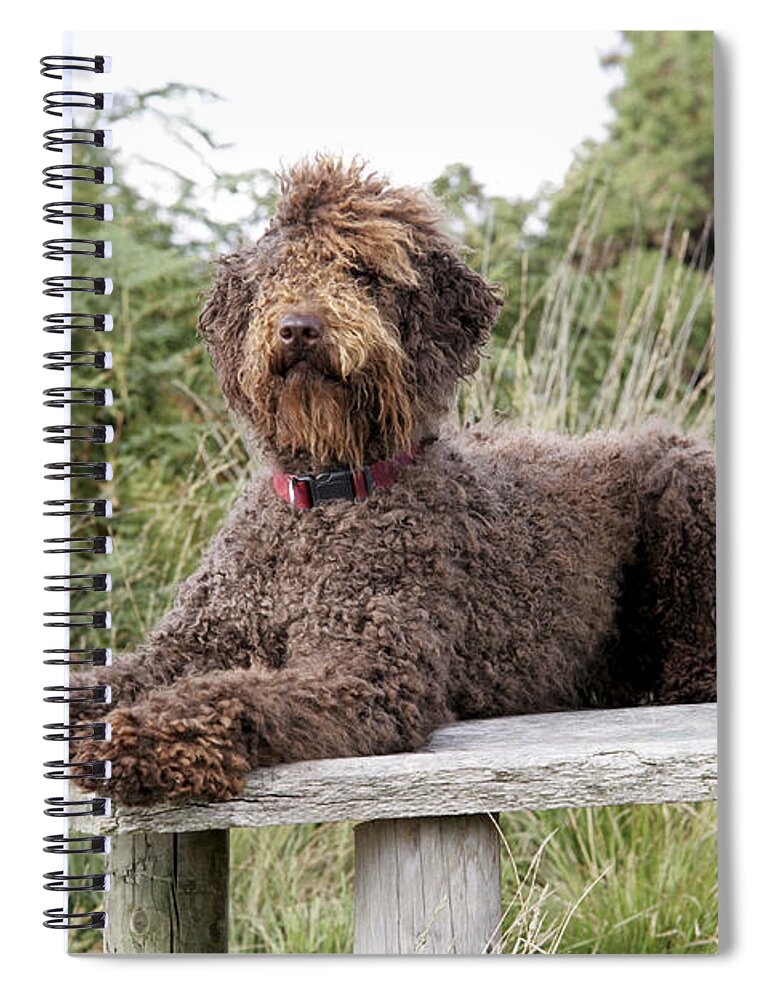 Labradoodle Spiral Notebook featuring the photograph Brown Labradoodle #2 by John Daniels