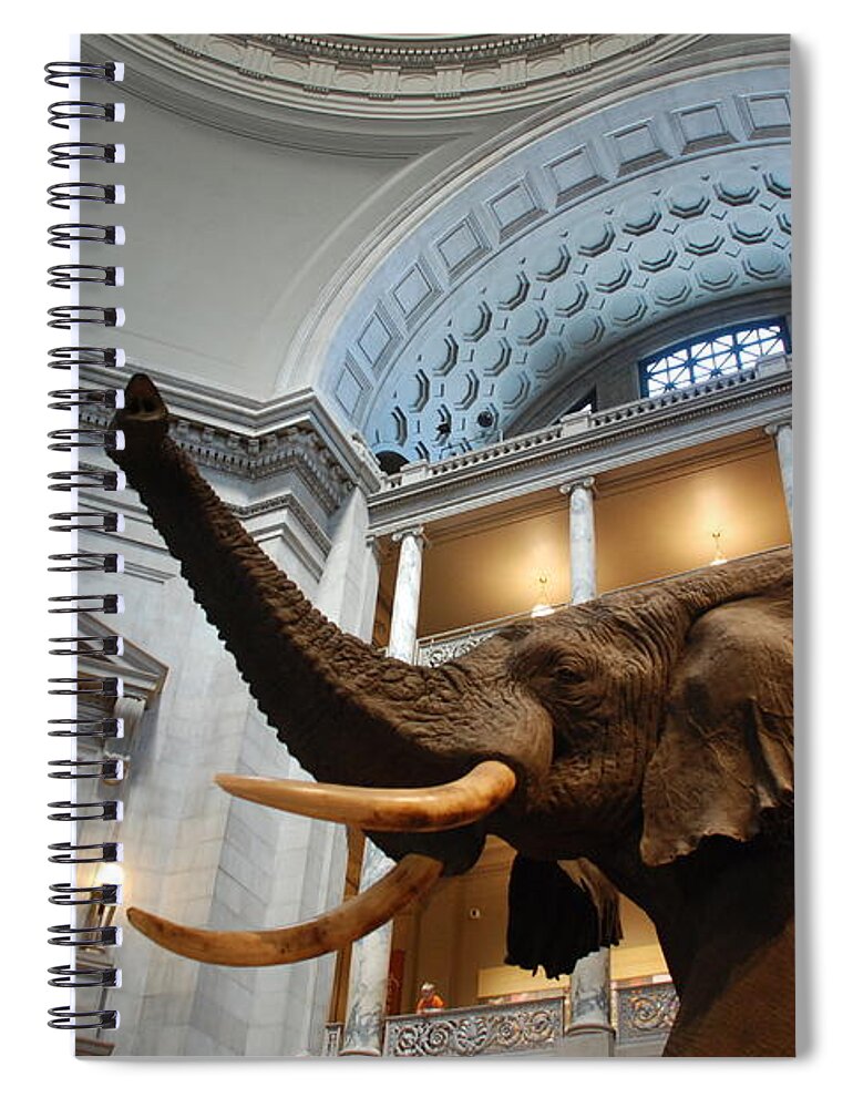 Bull Elephant Spiral Notebook featuring the photograph Bull Elephant in Natural History Rotunda by Kenny Glover