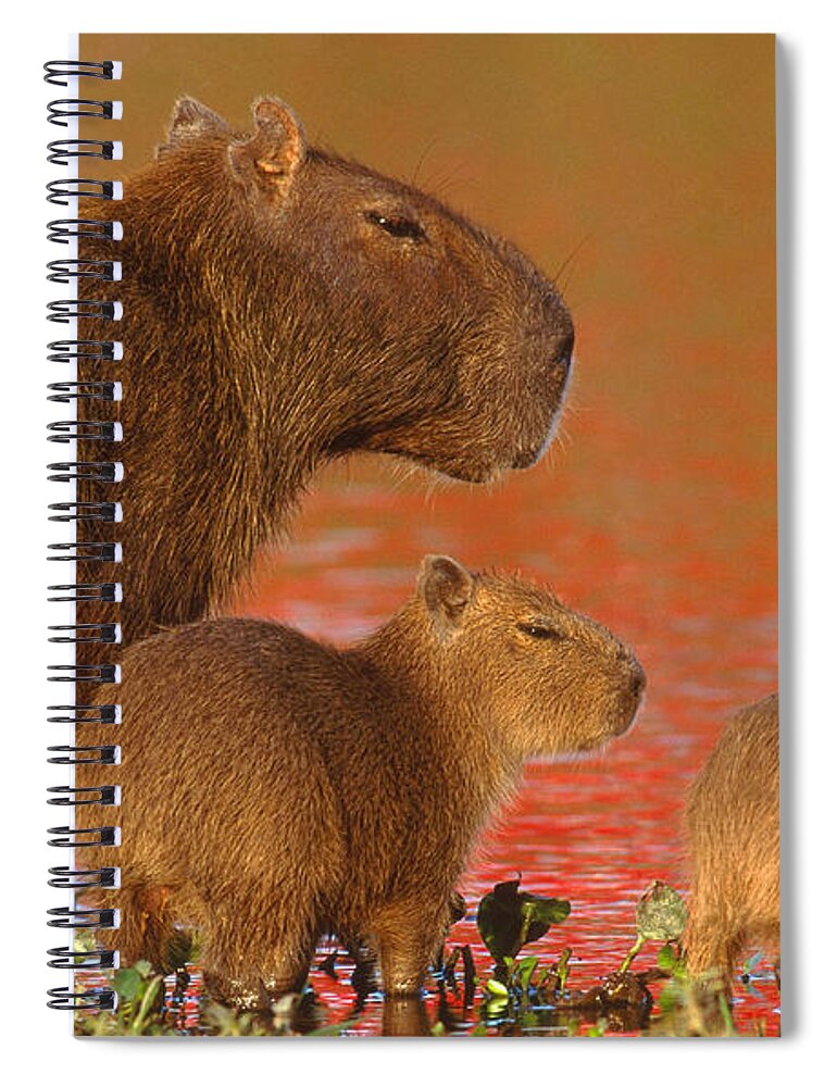 Capybara Spiral Notebook featuring the photograph Capybara #2 by Art Wolfe