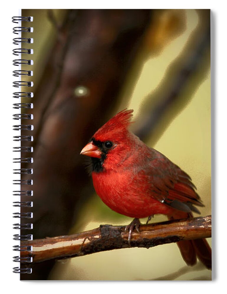 Red Cardinal Spiral Notebook featuring the photograph Cardinal Pose #2 by Karol Livote