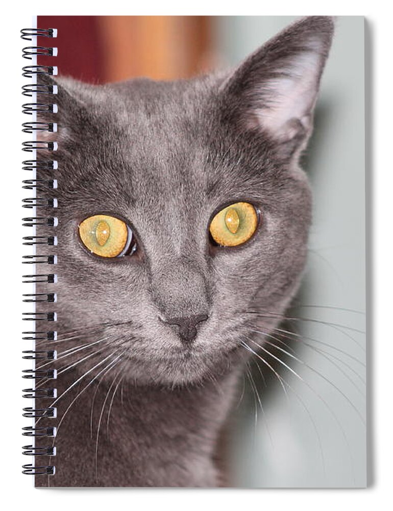 Cats Spiral Notebook featuring the photograph Cat #2 by Karl Rose