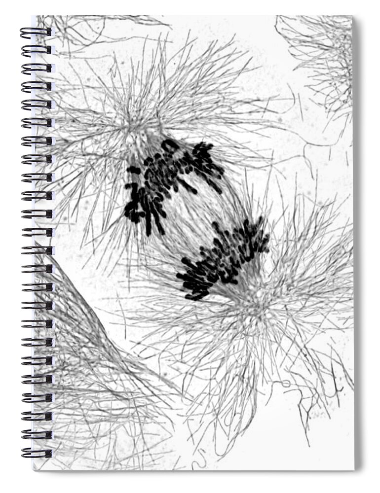 Science Spiral Notebook featuring the photograph Cell Division, Chromosomes #2 by Science Source