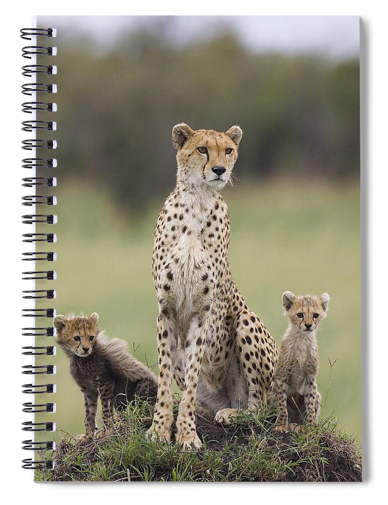 Mp Spiral Notebook featuring the photograph Cheetah Mother And Cubs Maasai Mara #2 by Suzi Eszterhas