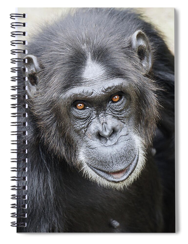 Hiroya Minakuchi Spiral Notebook featuring the photograph Chimpanzee Portrait Ol Pejeta by Hiroya Minakuchi