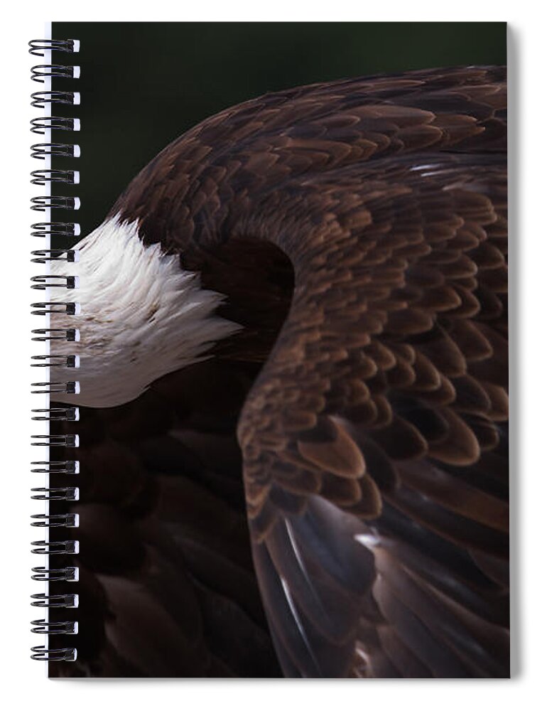 Close-up Spiral Notebook featuring the photograph Close-up of an American Bald Eagle in flight #1 by Nick Biemans