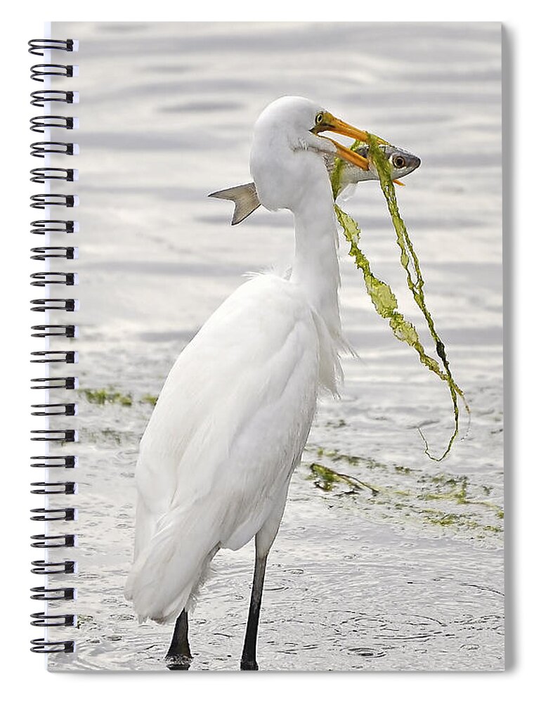 Egret Spiral Notebook featuring the photograph Colossal Catch by Al Powell Photography USA