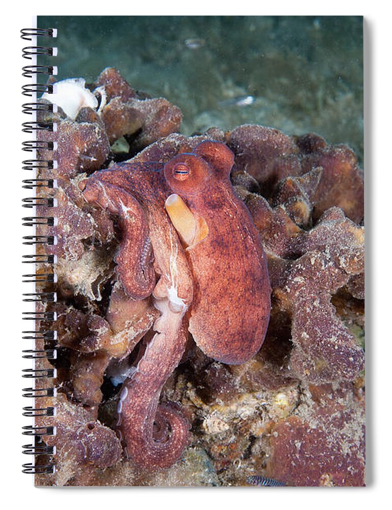 Common Octopus Spiral Notebook featuring the photograph Common Octopus #2 by Andrew J. Martinez