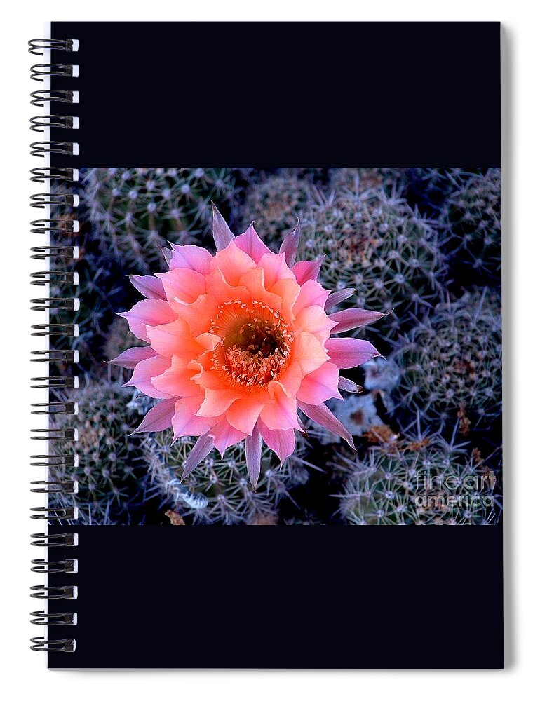 Cactus Spiral Notebook featuring the photograph Desert Beauty #2 by Marilyn Smith