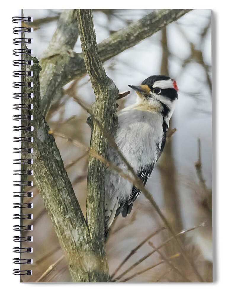 Woodpecker Spiral Notebook featuring the photograph Downy Woodpecker by Holden The Moment