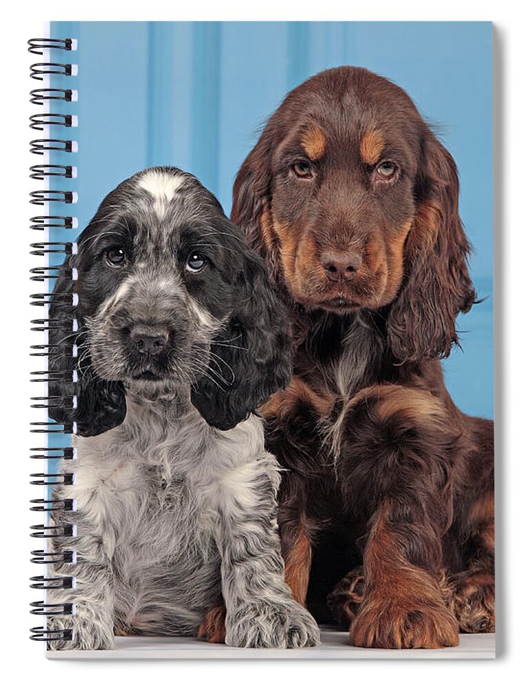 English Cocker Spiral Notebook featuring the photograph English Cocker Spaniel Puppies #2 by Jean-Michel Labat