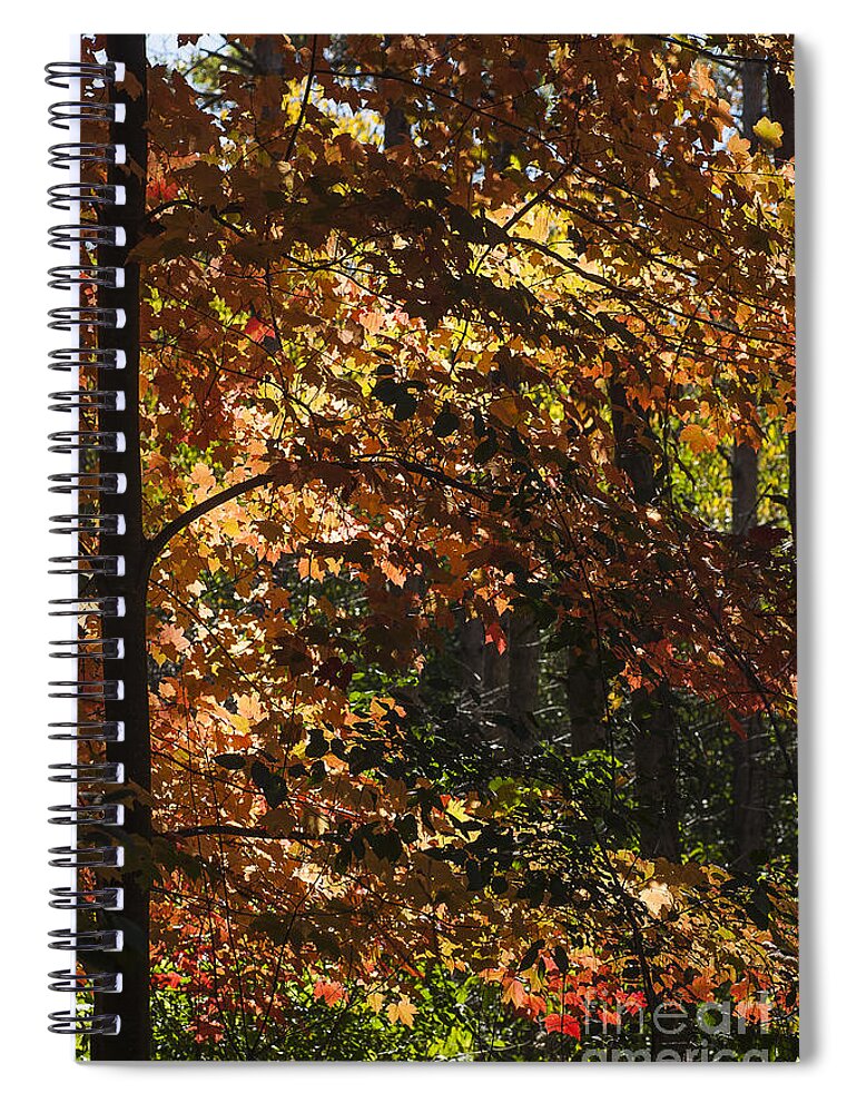 Maple Spiral Notebook featuring the photograph Fall Maples - Arboretum - Madison by Steven Ralser