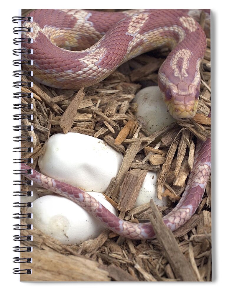 Albinism Spiral Notebook featuring the photograph Female Corn Snake With Eggs #2 by Paul Whitten