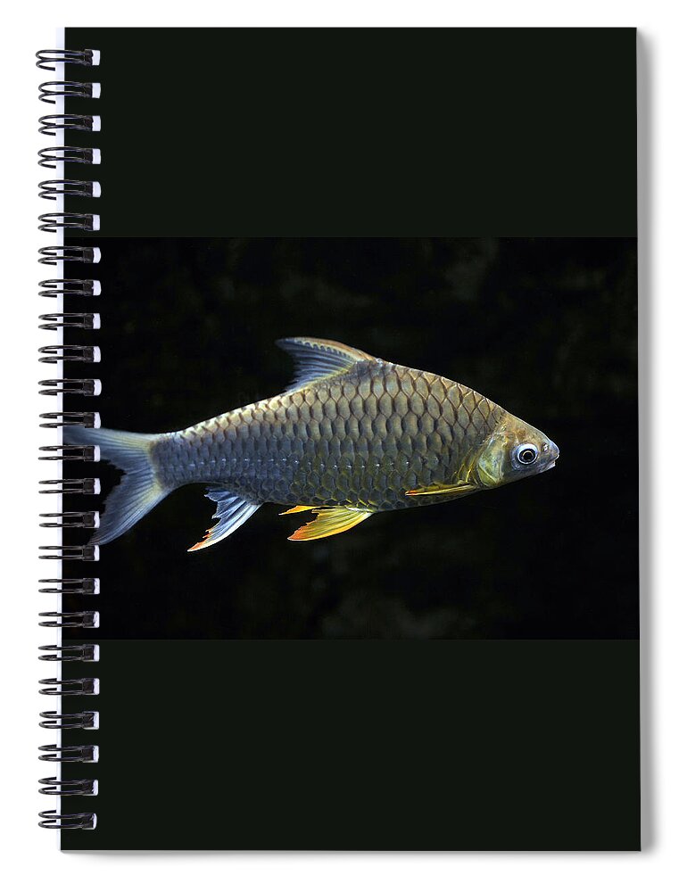 Digital Spiral Notebook featuring the photograph Fish #1 by Dragan Kudjerski