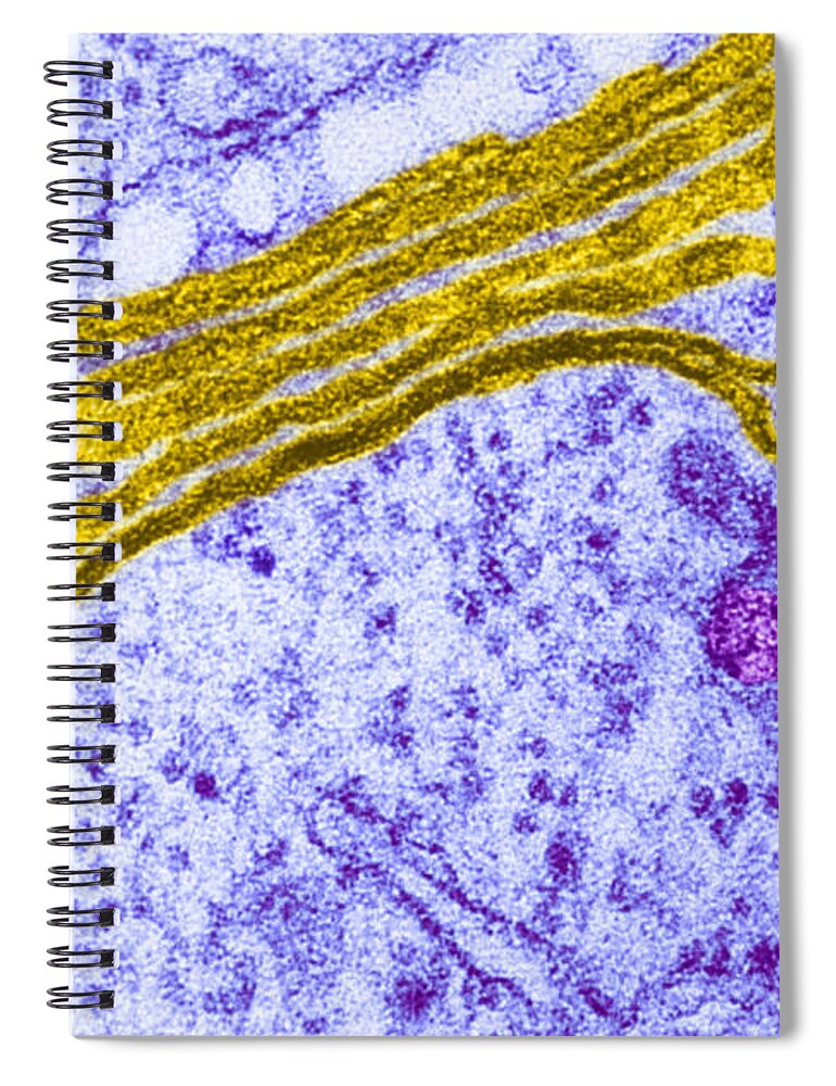 Golgi Apparatus Spiral Notebook featuring the photograph Golgi Apparatus #2 by Biology Pics