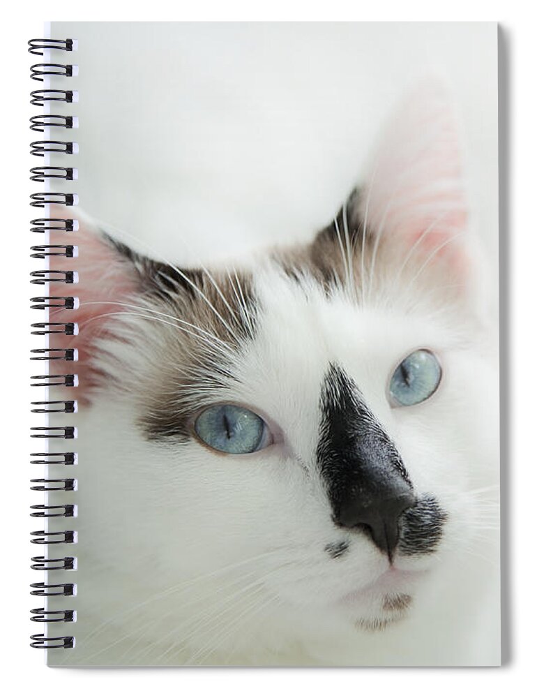 Domestic Cat Spiral Notebook featuring the photograph Hamish by Theresa Tahara
