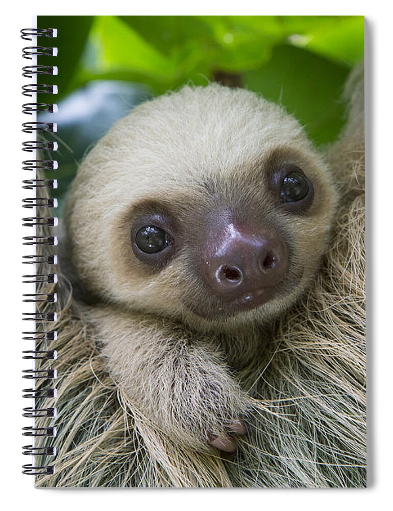 Suzi Eszterhas Spiral Notebook featuring the photograph Hoffmanns Two-toed Sloth And Old Baby #2 by Suzi Eszterhas
