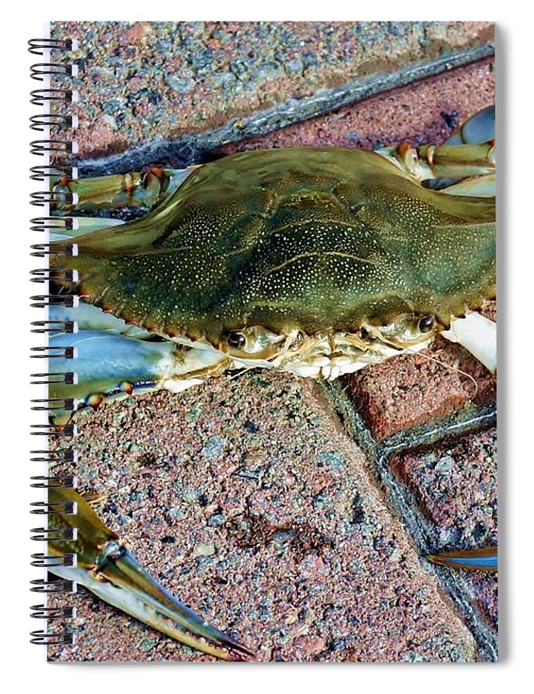 Crab Spiral Notebook featuring the photograph Hudson River Crab #2 by Lilliana Mendez
