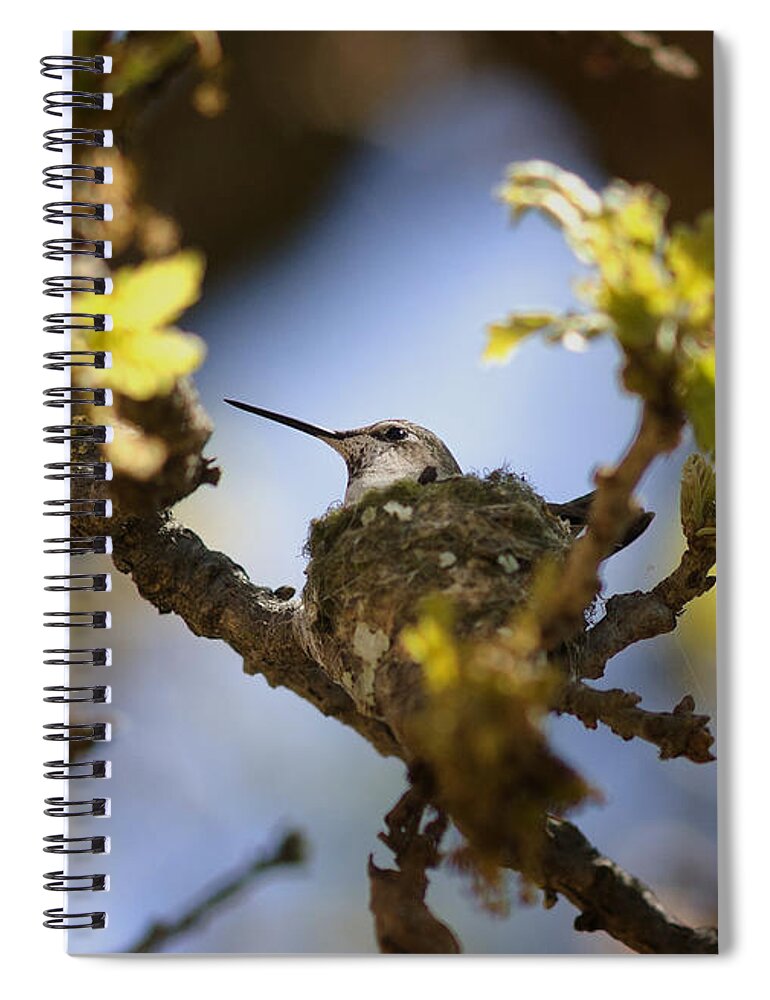 Humming Bird Spiral Notebook featuring the photograph Hummingbird on Nest #2 by Betty Depee