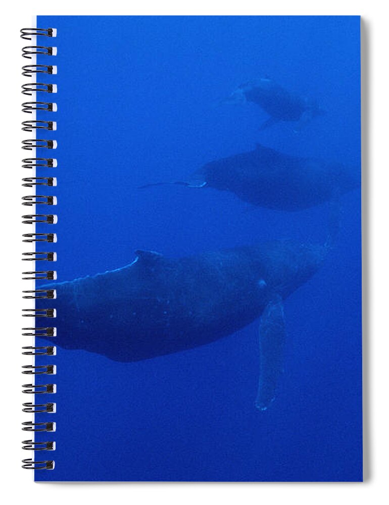 Feb0514 Spiral Notebook featuring the photograph Humpback Whale Cow Calf And Male Escort #2 by Flip Nicklin