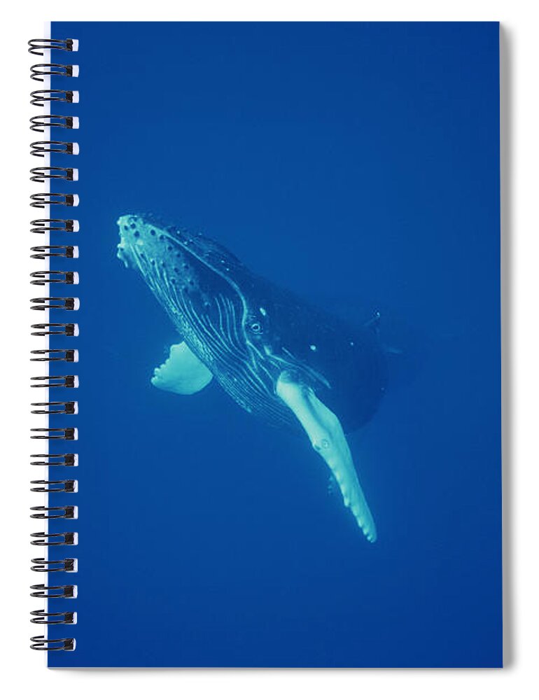 Feb0514 Spiral Notebook featuring the photograph Humpback Whale Curious Calf Maui Hawaii #2 by Flip Nicklin