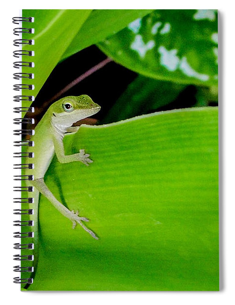 Lizard Spiral Notebook featuring the photograph It's Easy Being Green #2 by TK Goforth