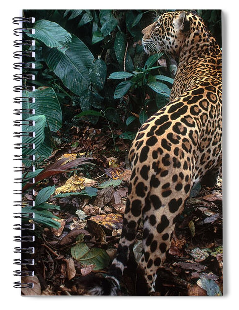 Jaguar Spiral Notebook featuring the photograph Jaguar #2 by Art Wolfe