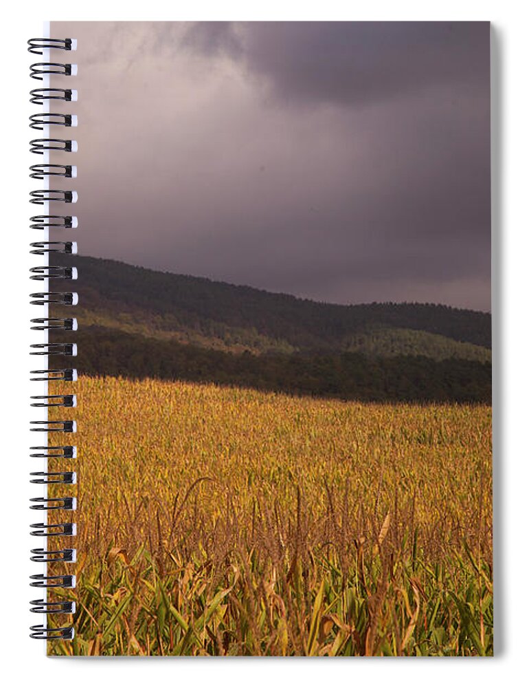 Tranquility Spiral Notebook featuring the photograph Late Fall Corn Fields, Tuscany #2 by Caroyl La Barge