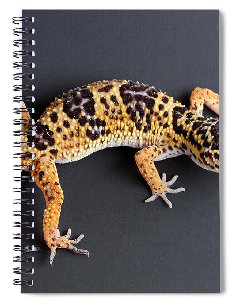 Common Leopard Gecko Spiral Notebook featuring the photograph Leopard Gecko Eublepharis Macularius #2 by David Kenny