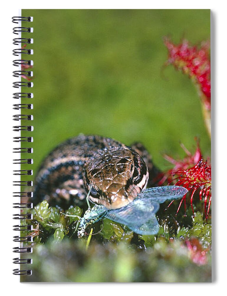 Animal Spiral Notebook featuring the photograph Lizard Stealing Lacewing From Sundew #2 by Perennou Nuridsany