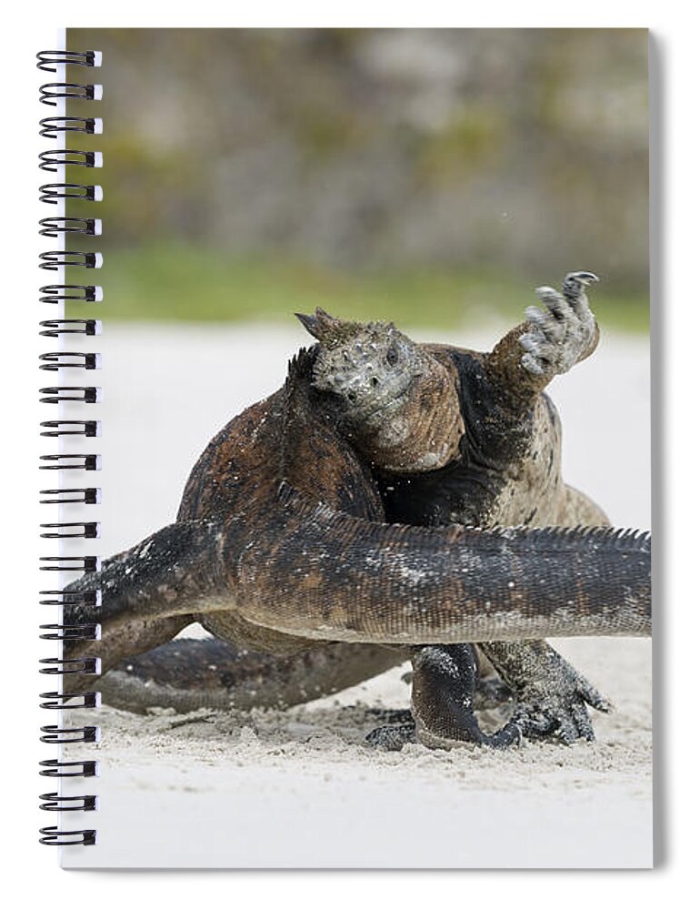 Tui De Roy Spiral Notebook featuring the photograph Marine Iguana Males Fighting Turtle Bay #2 by Tui De Roy