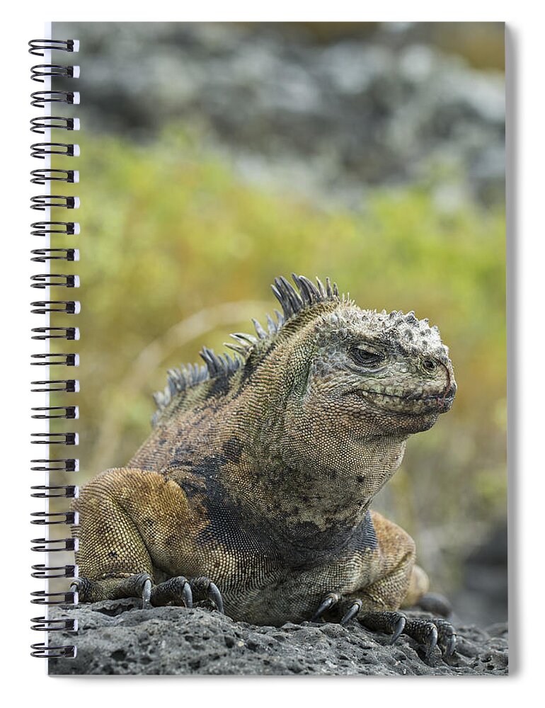 534128 Spiral Notebook featuring the photograph Marine Iguana Santa Cruz Isl Galapagos #2 by Tui De Roy