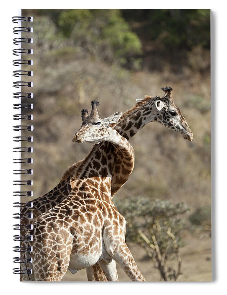 Feb0514 Spiral Notebook featuring the photograph Masai Giraffe Males Fighting Tanzania #2 by Konrad Wothe