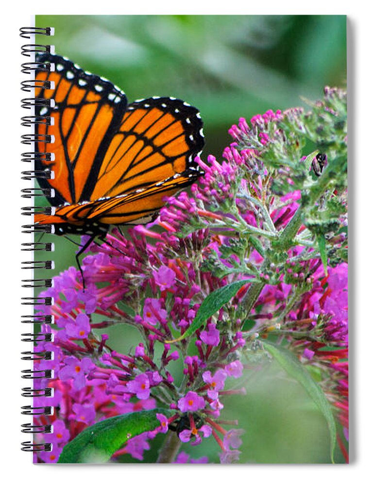 Butterfly Spiral Notebook featuring the photograph Monarch Butterfly #2 by Mark Dodd