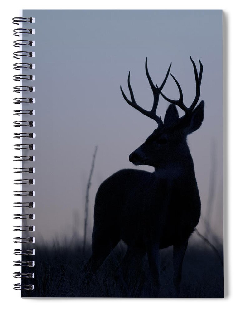 Mule Spiral Notebook featuring the photograph Mule Deer Buck at Sunset #2 by Gary Langley