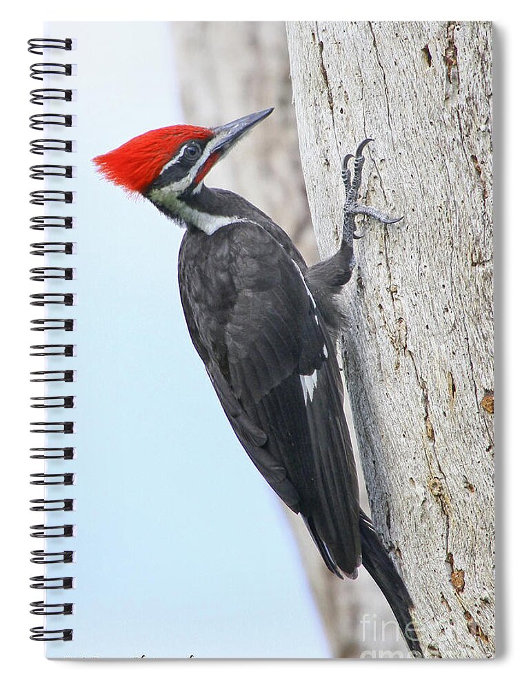 Pileated Woodpecker Spiral Notebook featuring the photograph Pileated Woodpecker #2 by Barbara Bowen