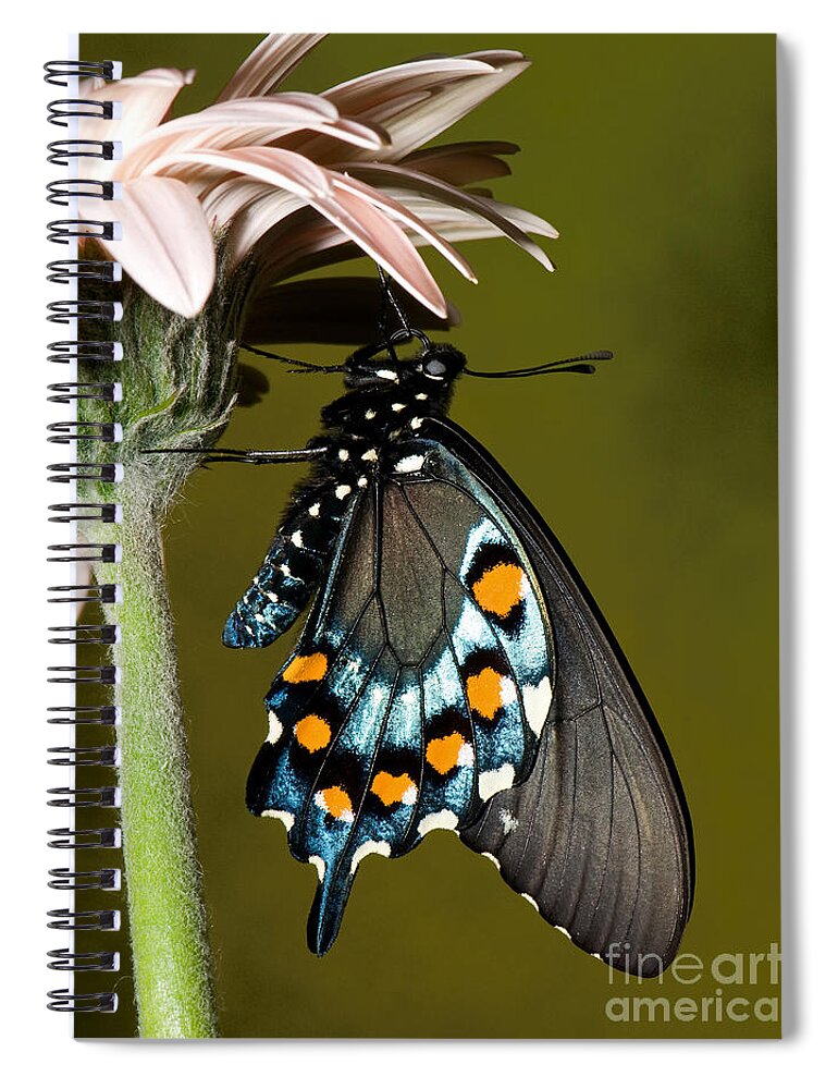 Pipevine Swallowtail Butterfly Spiral Notebook featuring the photograph Pipevine Swallowtail Butterfly #2 by Millard H. Sharp