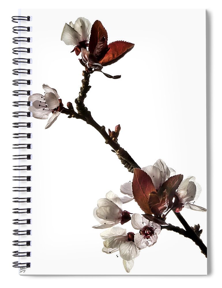 Flower Spiral Notebook featuring the photograph Plum Flowers by Endre Balogh