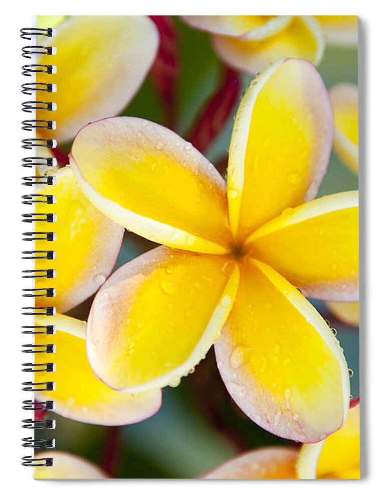 Beautiful Spiral Notebook featuring the photograph Plumeria Flowers #2 by Dana Edmunds - Printscapes