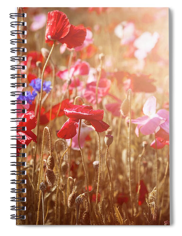 Poppies Spiral Notebook featuring the photograph Poppies in sunny meadow by Elena Elisseeva