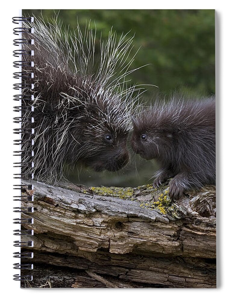Porcupine Spiral Notebook featuring the photograph Porcupines #2 by Linda Freshwaters Arndt