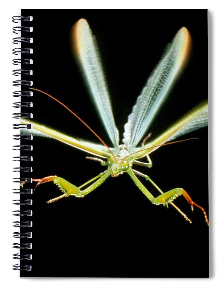 Animal Spiral Notebook featuring the photograph Praying Mantis #2 by Perennou Nuridsany