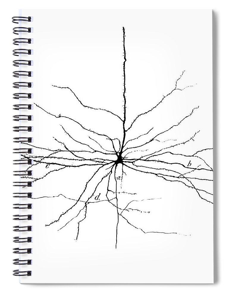 Pyramidal Cell Spiral Notebook featuring the photograph Pyramidal Cell In Cerebral Cortex, Cajal by Science Source