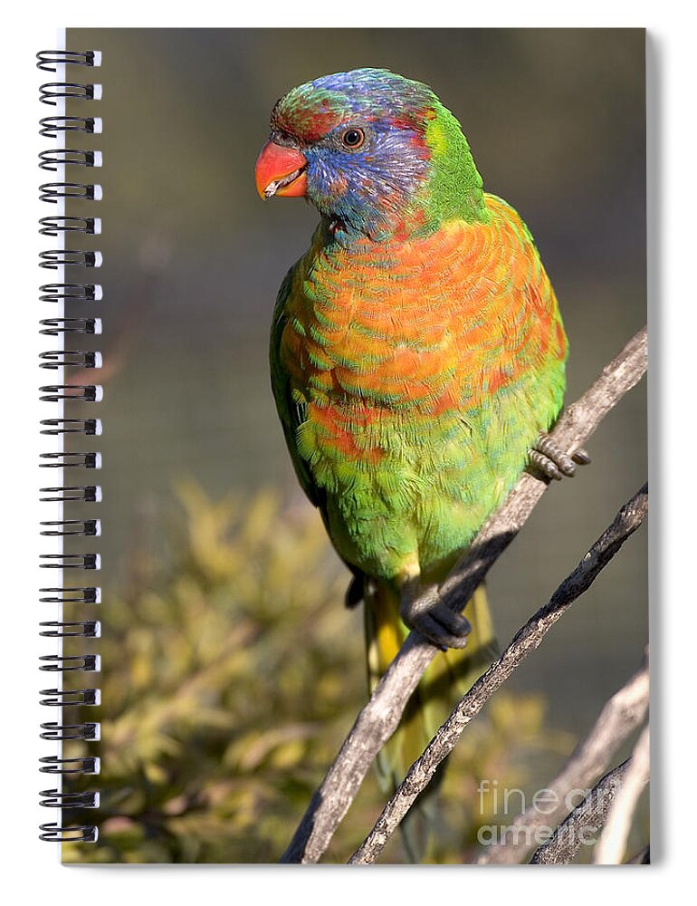 Lorikeets Spiral Notebook featuring the photograph Rainbow lorikeet by Steven Ralser