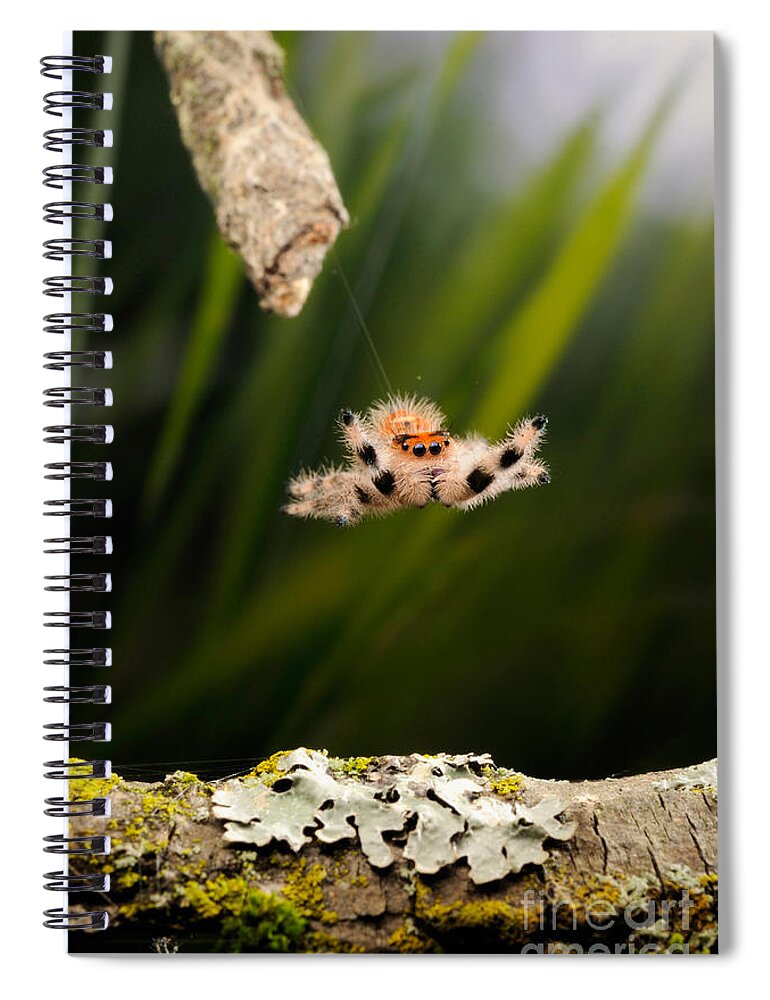 Regius Spiral Notebook featuring the photograph Regal Jumping Spider Jumping #1 by Scott Linstead