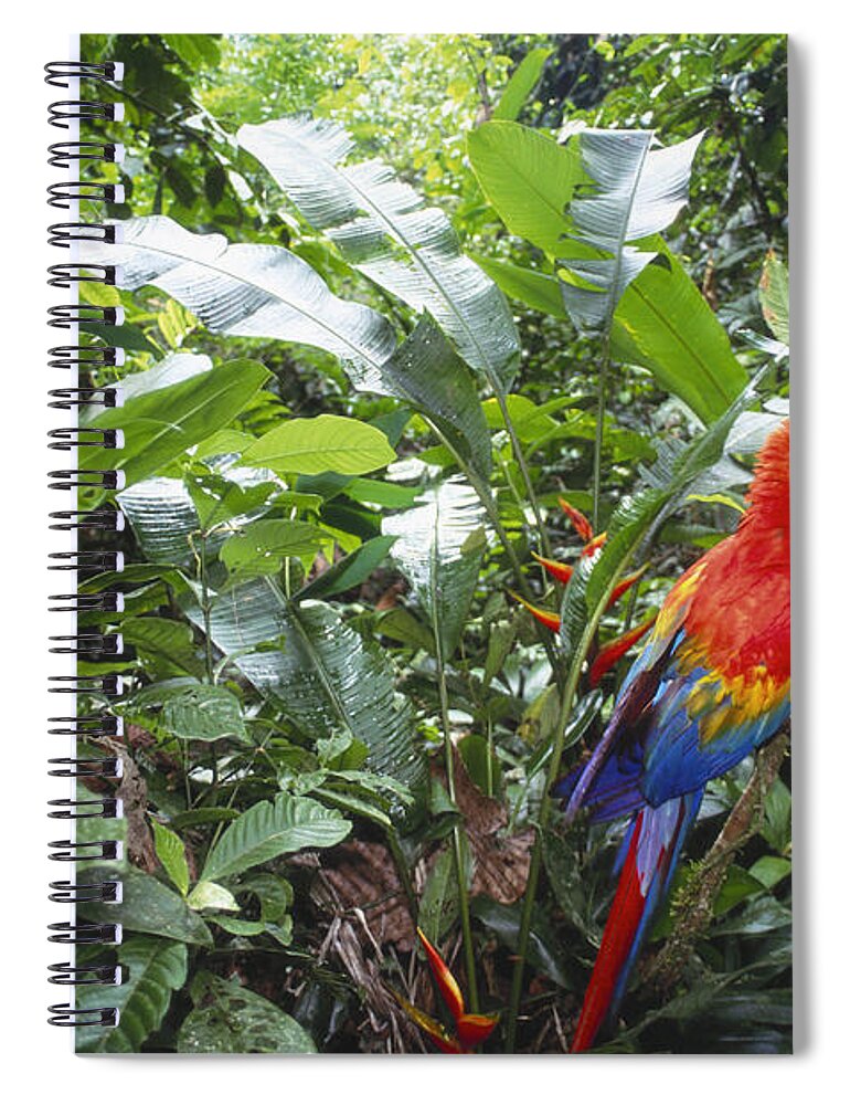 Full Length Spiral Notebook featuring the photograph Scarlet Macaw by Art Wolfe